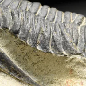 trilobit  Zlichovaspis rugosa