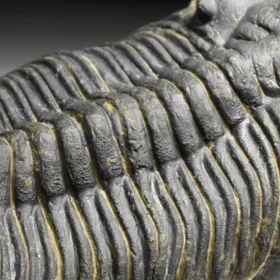 trilobit  Zlichovaspis rugosa