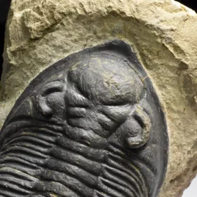 trilobit  Zlichovaspis rugosa