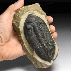 trilobit  Zlichovaspis rugosa