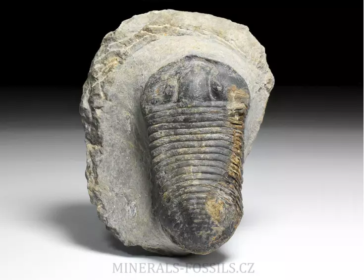 trilobit Wendorfia (Parahomalonotus)