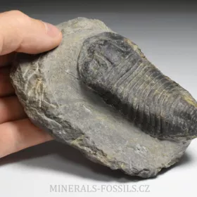 trilobit Wendorfia (Parahomalonotus)