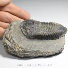 trilobit Wendorfia (Parahomalonotus)