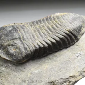 trilobit Wendorfia (Parahomalonotus)