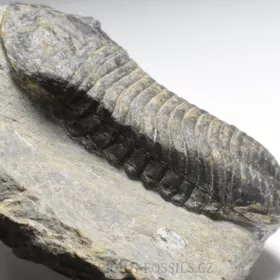 trilobit Wendorfia (Parahomalonotus)