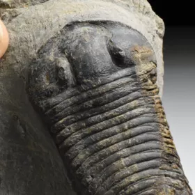 trilobit Wendorfia (Parahomalonotus)