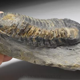 trilobit Wendorfia (Parahomalonotus)