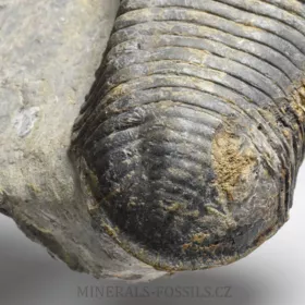 trilobit Wendorfia (Parahomalonotus)