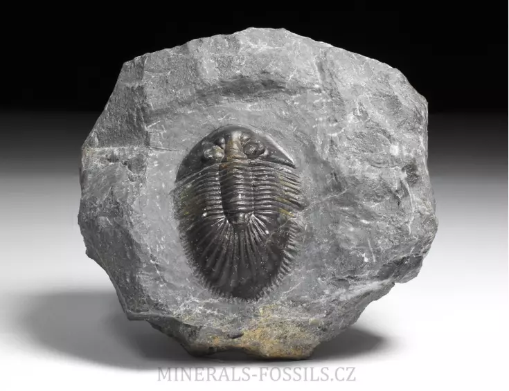 trilobit Thysanopeltis speciosa