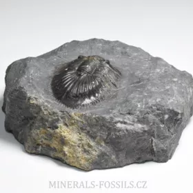 trilobit Thysanopeltis speciosa