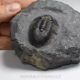trilobit Thysanopeltis speciosa