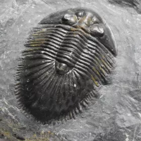 trilobit Thysanopeltis speciosa