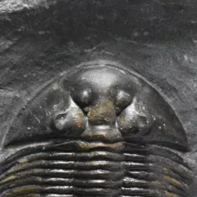trilobit Thysanopeltis speciosa