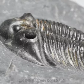 trilobit Thysanopeltis speciosa