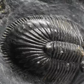 trilobit Thysanopeltis speciosa