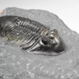 trilobit Thysanopeltis speciosa