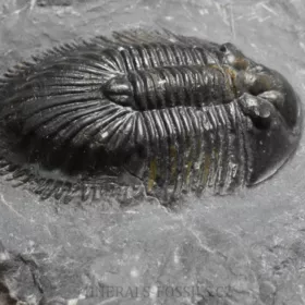 trilobit Thysanopeltis speciosa