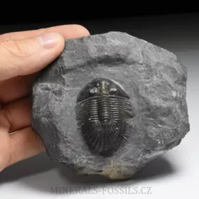 trilobit Thysanopeltis speciosa