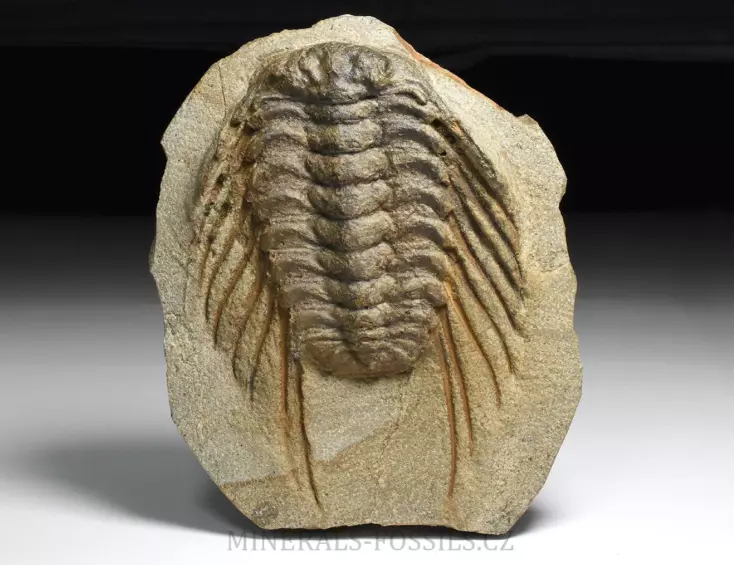 trilobit Selenopeltis buchi