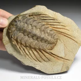 trilobit Selenopeltis buchi