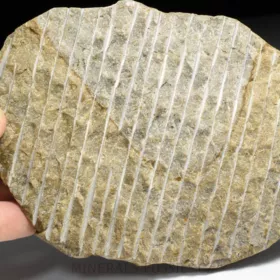 trilobit Selenopeltis buchi