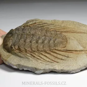 trilobit Selenopeltis buchi