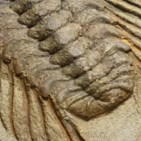 trilobit Selenopeltis buchi