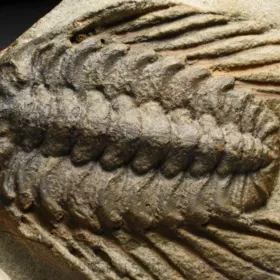 trilobit Selenopeltis buchi