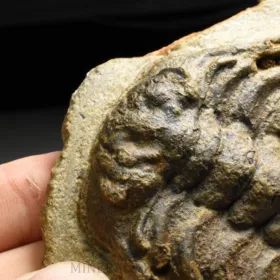 trilobit Selenopeltis buchi