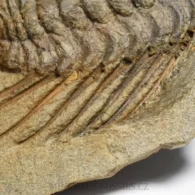 trilobit Selenopeltis buchi