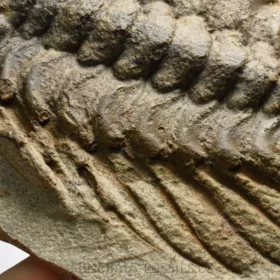 trilobit Selenopeltis buchi