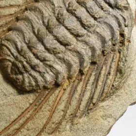 trilobit Selenopeltis buchi