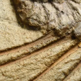 trilobit Selenopeltis buchi