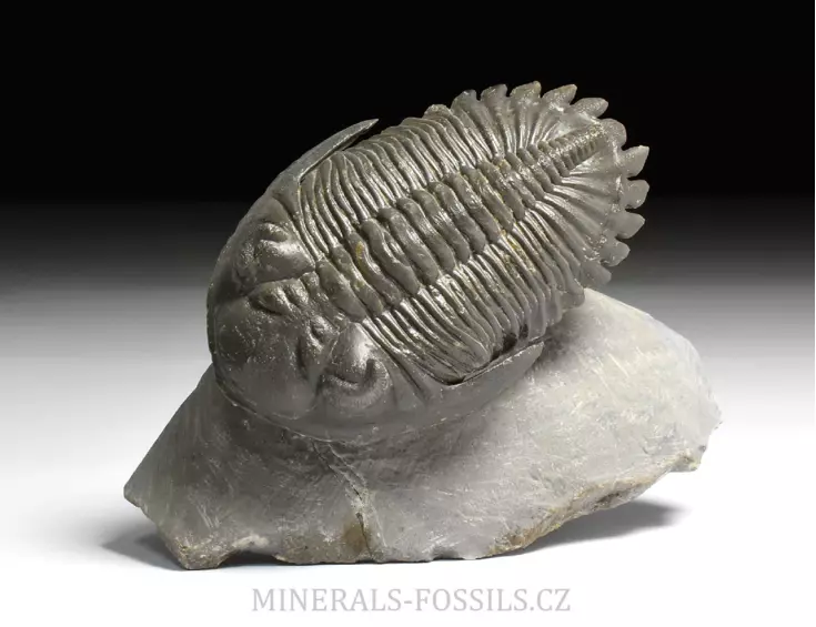 trilobit Hollardops merocristata