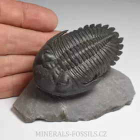trilobit Hollardops merocristata
