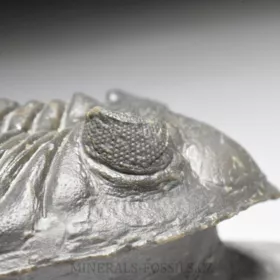trilobit Hollardops merocristata