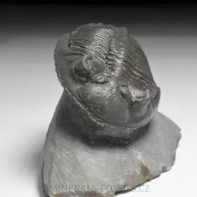 trilobit Hollardops merocristata