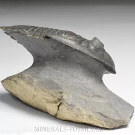 trilobit Hollardops merocristata