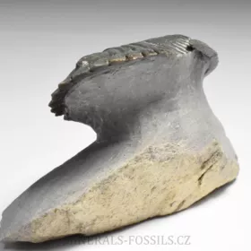 trilobit Hollardops merocristata