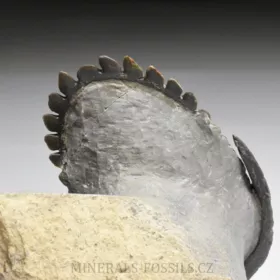 trilobit Hollardops merocristata