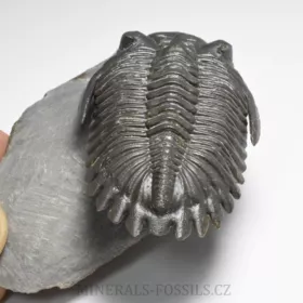 trilobit Hollardops merocristata