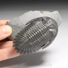 trilobit Hollardops merocristata