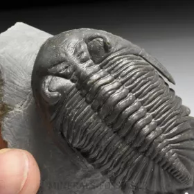 trilobit Hollardops merocristata