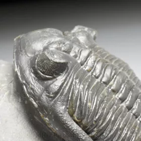 trilobit Hollardops merocristata