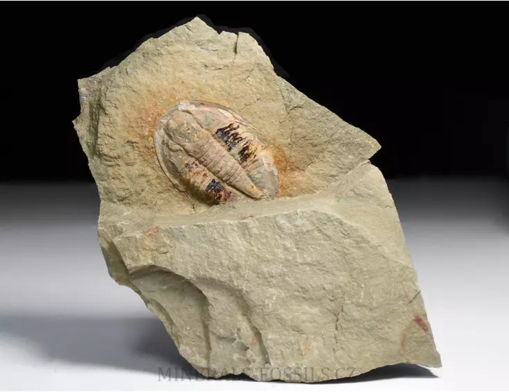 trilobit Asaphus fezoutaensis