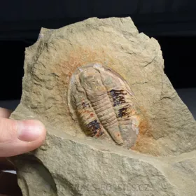 trilobit Asaphus fezoutaensis