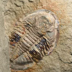 trilobit Asaphus fezoutaensis