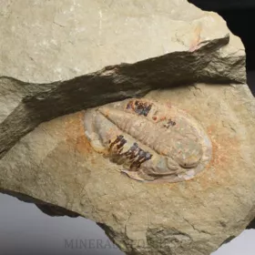 trilobit Asaphus fezoutaensis