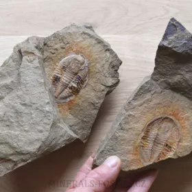 trilobit Asaphus fezoutaensis