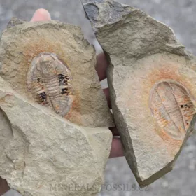 trilobit Asaphus fezoutaensis